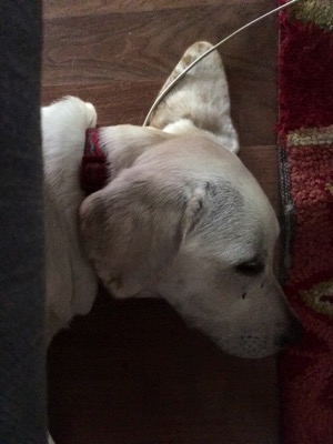 Sleeping Labrador Retriever pup