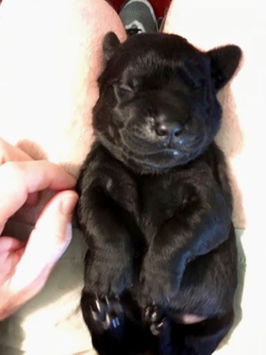 A black Labrador Retriever puppy, one wek old
